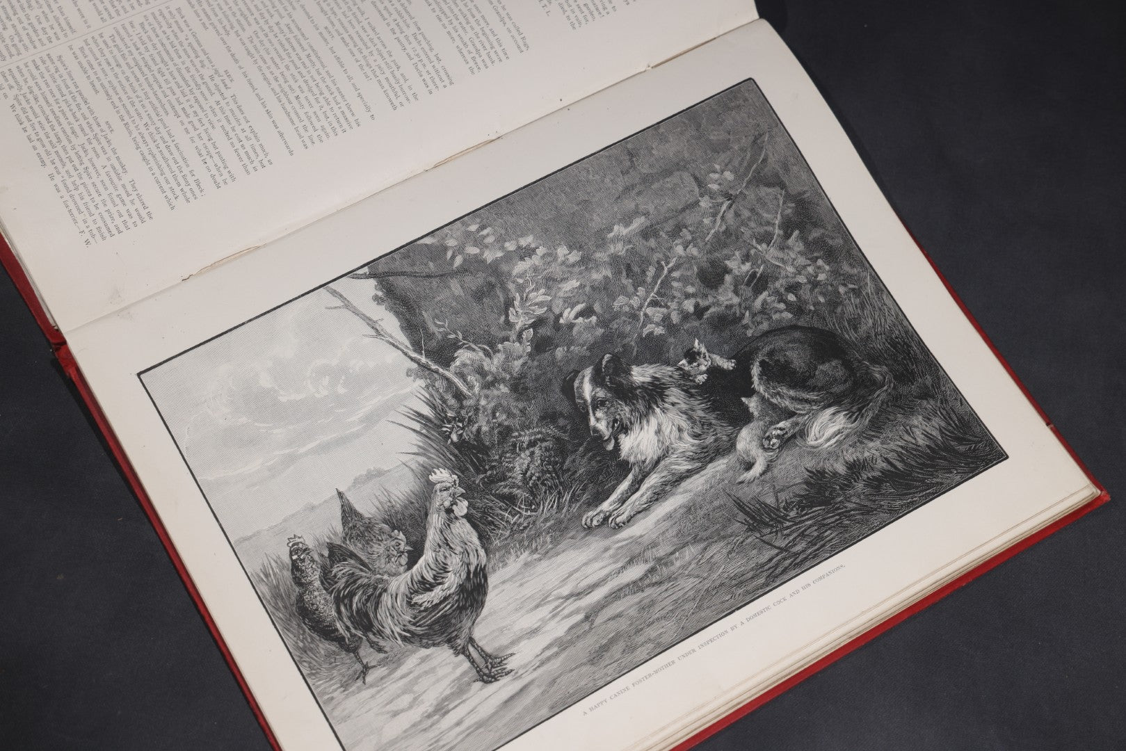Lot 098 - "Animal World" Antique 1901 R.S.P.C.A. Royal Society For The Prevention Of Cruelty To Animals Bound Annual Compendium, Red Cloth With Gold-Stamped Bird, Presentation Copy To Sarah Duncan, Liverpool Branch, April 1902