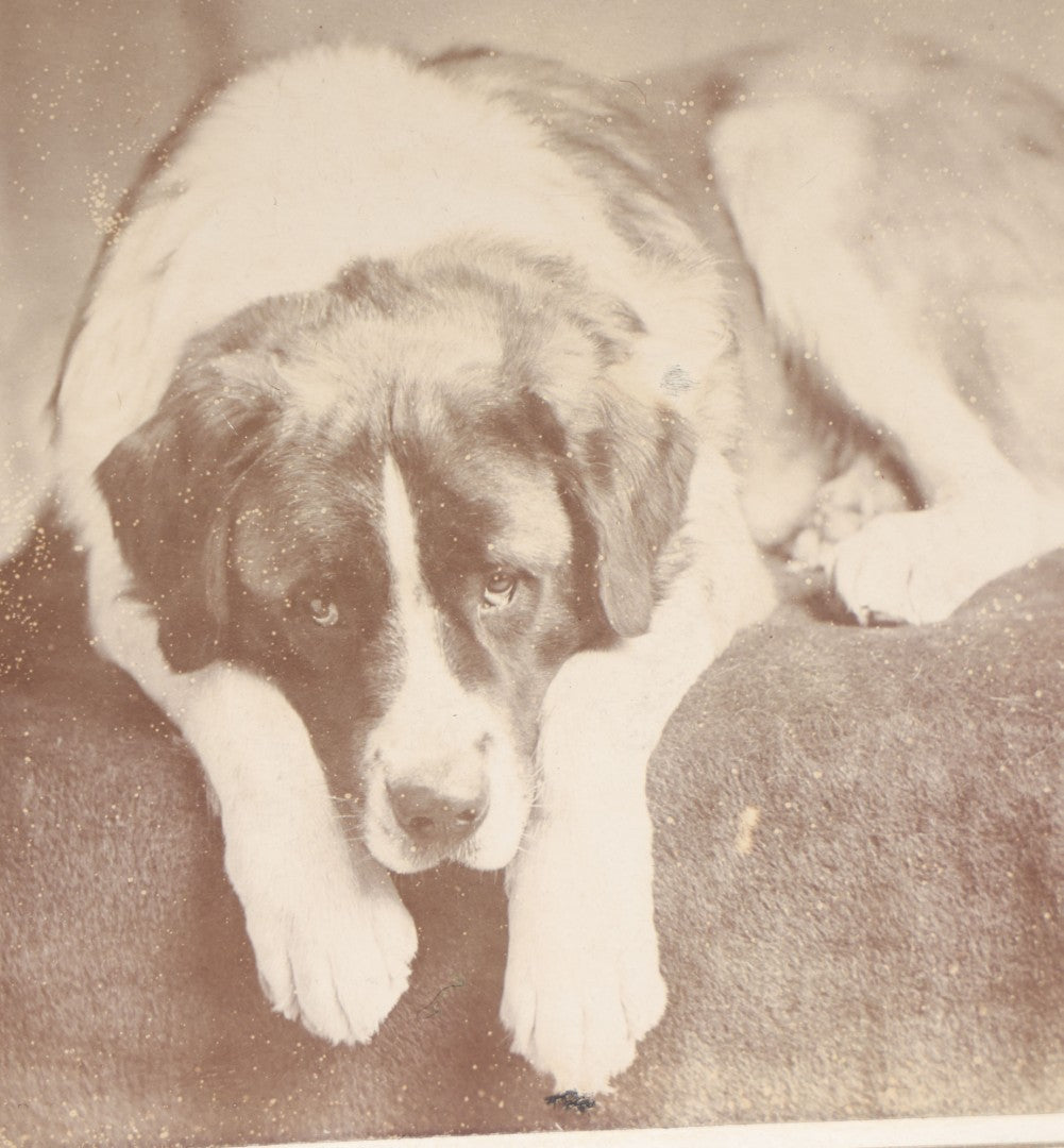 Lot 128 - Antique Cabinet Card Photograph Of A Saint Bernard Dog Resting On An Upholstered Surface, Photographed By L.V. Newell, Portsmouth, New Hampshire