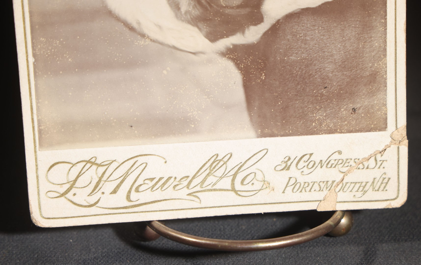 Lot 128 - Antique Cabinet Card Photograph Of A Saint Bernard Dog Resting On An Upholstered Surface, Photographed By L.V. Newell, Portsmouth, New Hampshire