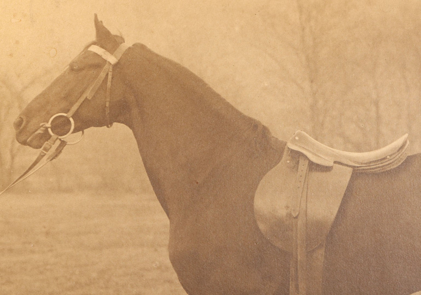 Lot 142 - Pair Of Antique Large-Format Board-Mounted Photographs Of "Hook McDonald By Rex McDonald," Saddled Horse Portrait And Man With Horse, East Rock, New Haven, Connecticut, Circa 1911-1912, 19-3/4" x 16-3/4" And 20" x 16"