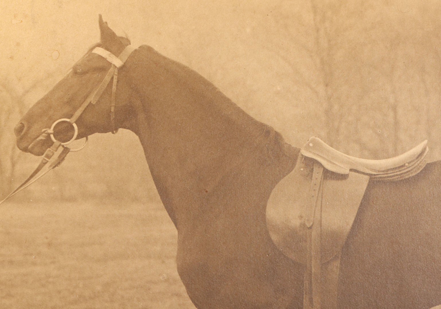 Lot 142 - Pair Of Antique Large-Format Board-Mounted Photographs Of "Hook McDonald By Rex McDonald," Saddled Horse Portrait And Man With Horse, East Rock, New Haven, Connecticut, Circa 1911-1912, 19-3/4" x 16-3/4" And 20" x 16"