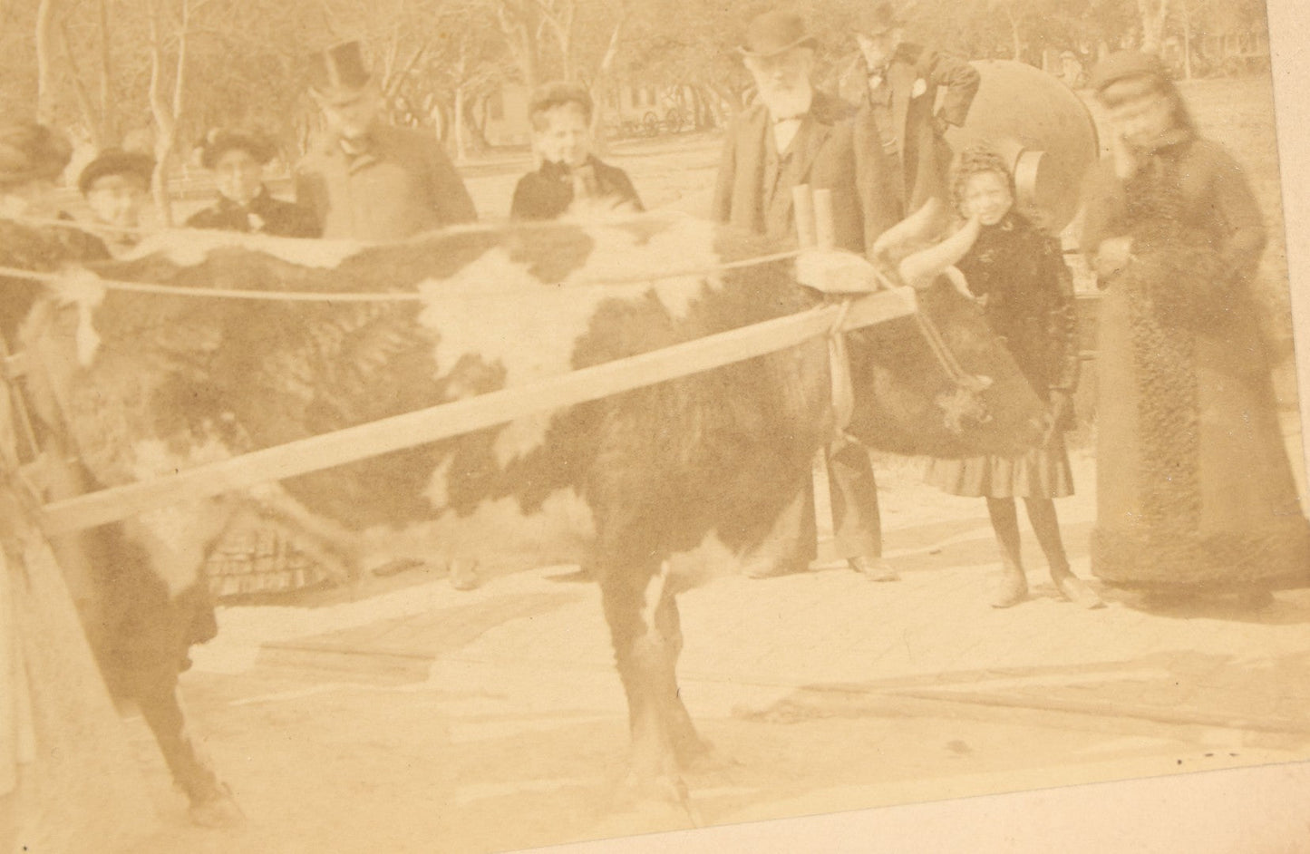 Lot 145 - Grouping Of Six Antique Board-Mounted Photographs Of Large Outdoor Group Gatherings, Including Ox Cart Scene With African American Woman, Porch Group With African American Domestic Staff, And Multi-Generational Assembly Before Farmstead