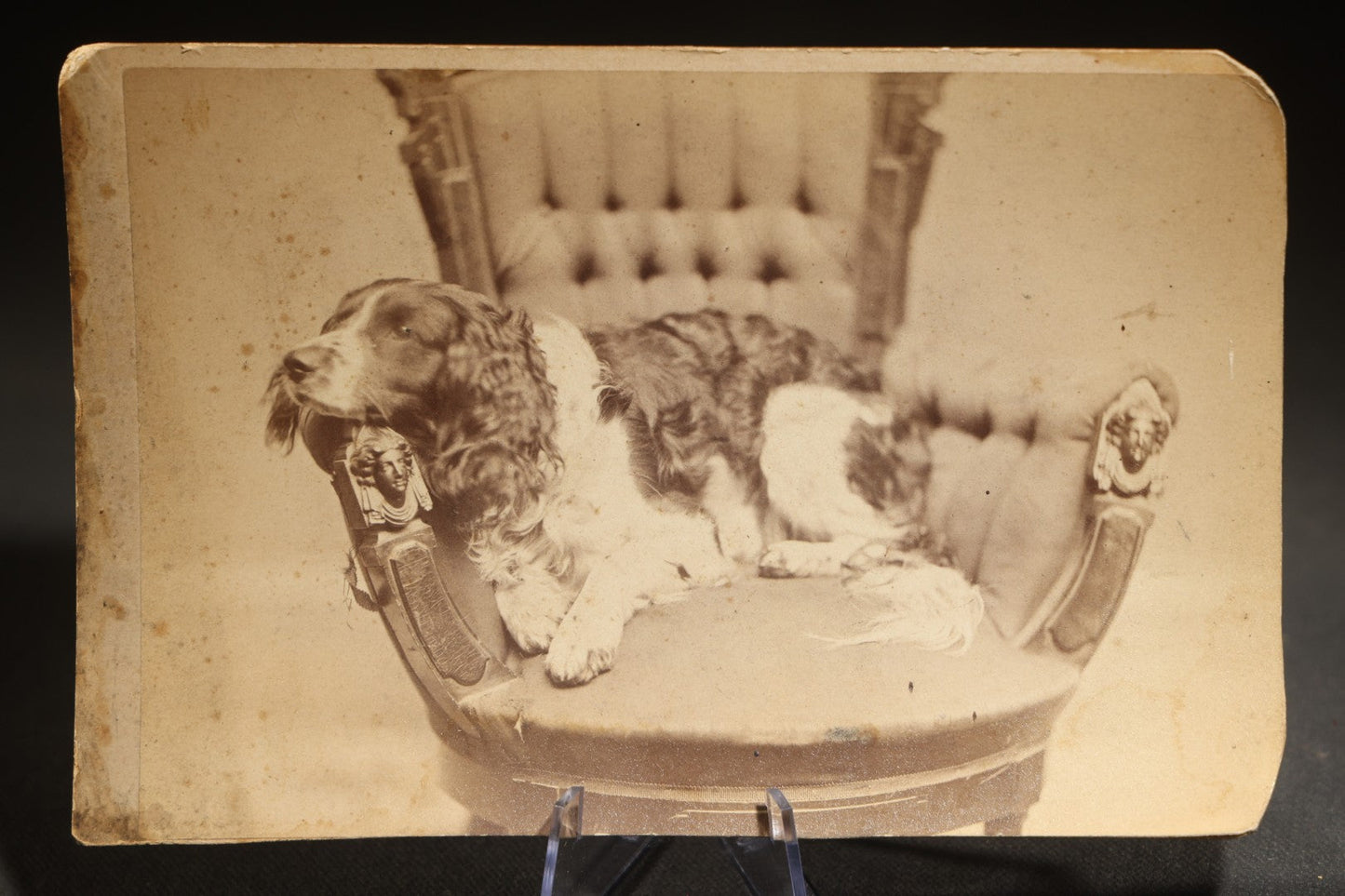 Antique Cabinet Card Photograph of a Spaniel Reclining in a Tufted Parlor Chair, Photographed by Morton's Artistic Photography, Westminster Street, Providence, Rhode Island, from the Maxcy Family Album