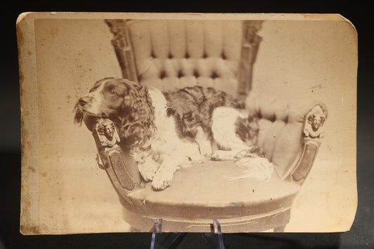 Antique Cabinet Card Photograph of a Spaniel Reclining in a Tufted Parlor Chair, Photographed by Morton's Artistic Photography, Westminster Street, Providence, Rhode Island, from the Maxcy Family Album