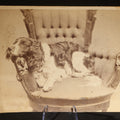 Lot 026 - Antique Cabinet Card Photograph of a Spaniel Reclining in a Tufted Parlor Chair, Photographed by Morton's Artistic Photography, Westminster Street, Providence, Rhode Island, from the Maxcy Family Album
