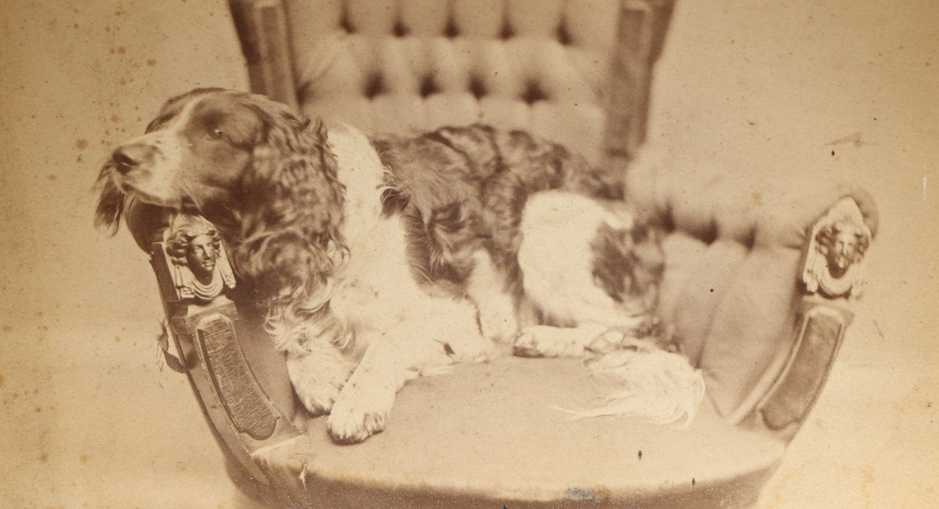 Antique Cabinet Card Photograph of a Spaniel Reclining in a Tufted Parlor Chair, Photographed by Morton's Artistic Photography, Westminster Street, Providence, Rhode Island, from the Maxcy Family Album