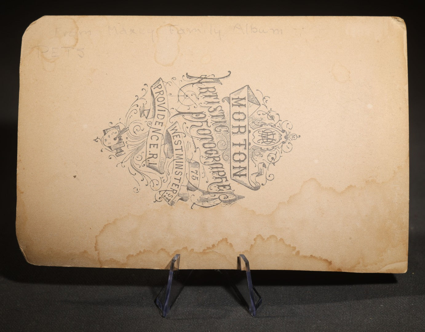 Antique Cabinet Card Photograph of a Spaniel Reclining in a Tufted Parlor Chair, Photographed by Morton's Artistic Photography, Westminster Street, Providence, Rhode Island, from the Maxcy Family Album