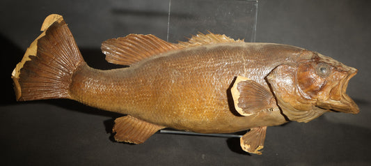 Vintage Taxidermy Mounted Bass, Mounted by Vito Marchino, Jr., Highway 51, Woodruff, Wisconsin, Heavy Losses Throughout