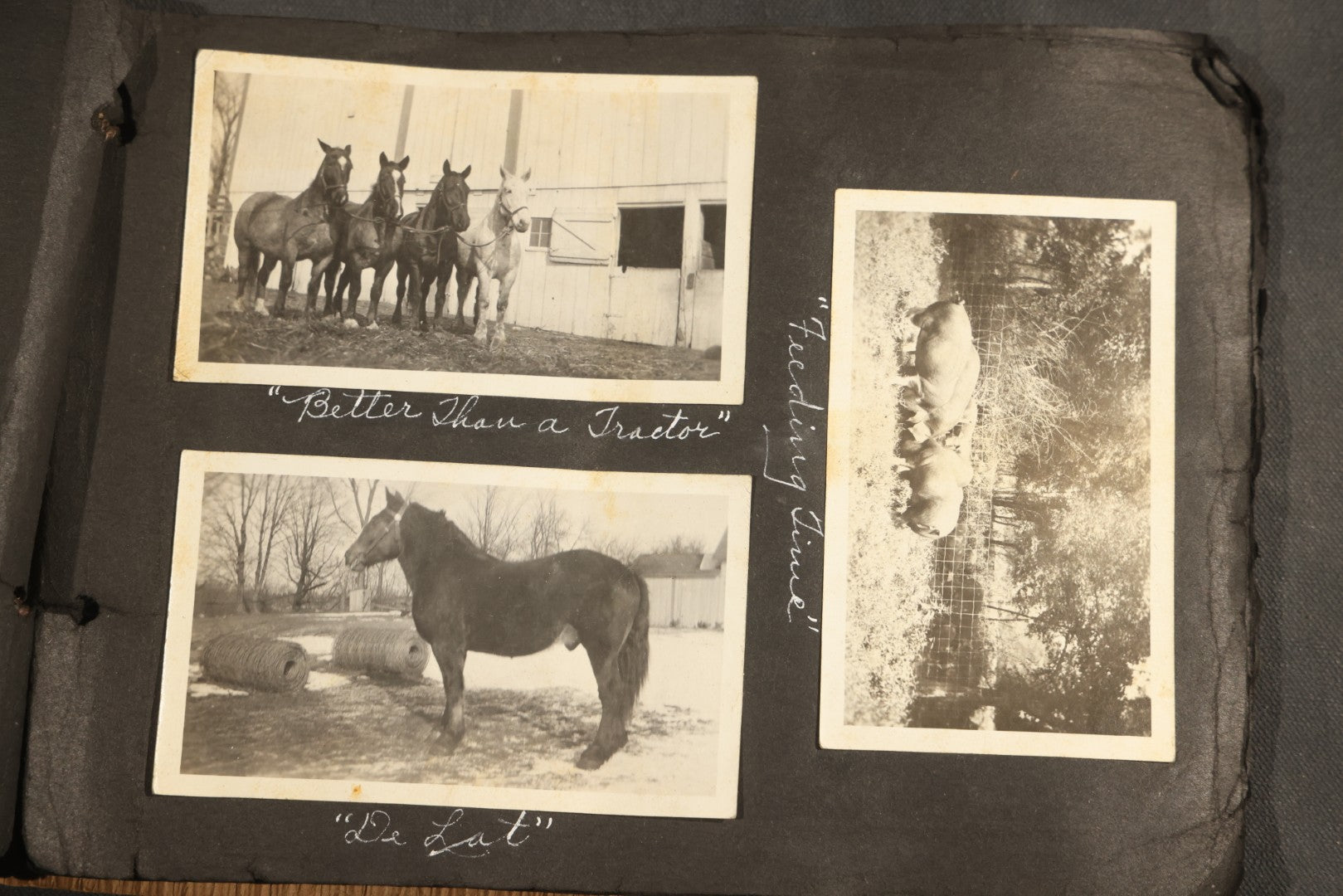 Antique Snapshot Album, Circa 1915-1920, 75+ Photographs with Handwritten Captions Including Horses, Farm Animals, Horse-Drawn Carts, Early Automobiles, Hunting Scenes, and Sailor with Eyeglass