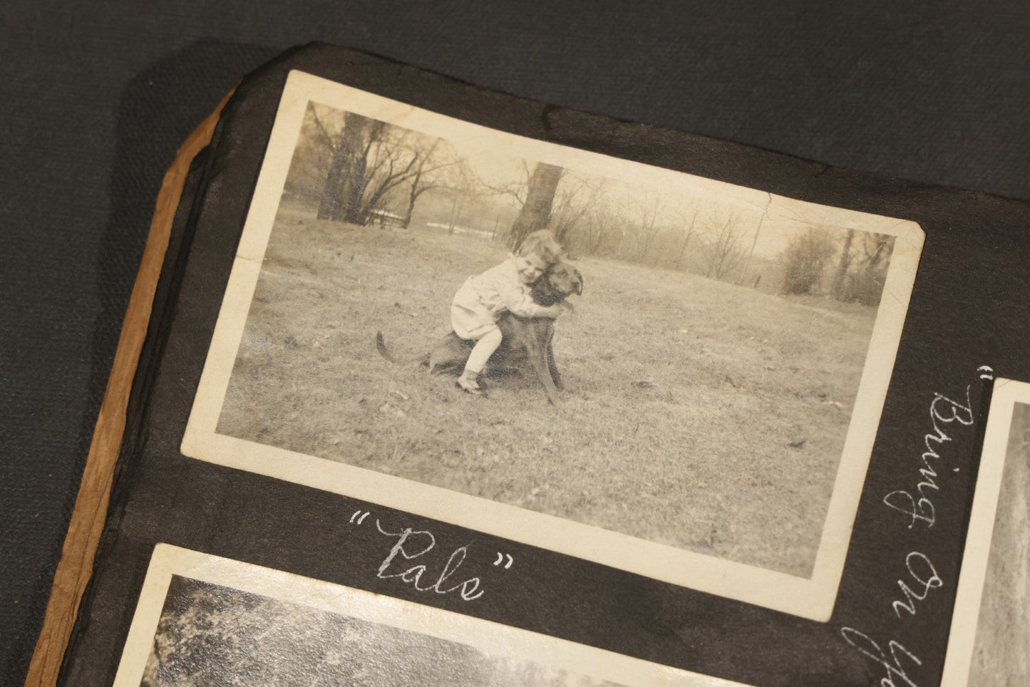 Antique Snapshot Album, Circa 1915-1920, 75+ Photographs with Handwritten Captions Including Horses, Farm Animals, Horse-Drawn Carts, Early Automobiles, Hunting Scenes, and Sailor with Eyeglass