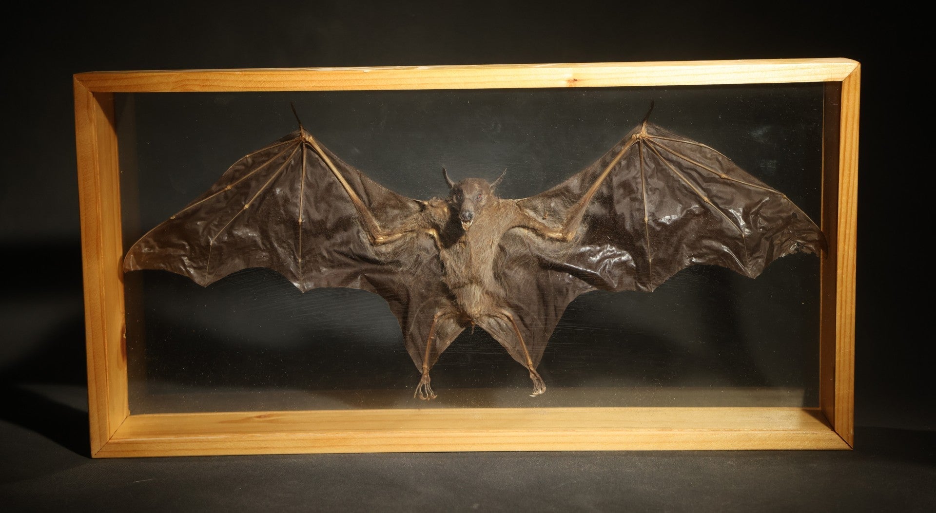 Vintage Taxidermy Bat, Wings-Spread Display Mount in Pine-Framed Glass Case