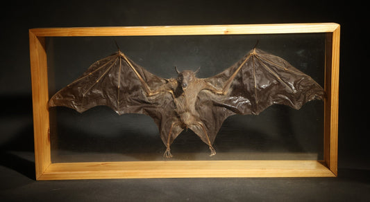 Vintage Taxidermy Bat, Wings-Spread Display Mount in Pine-Framed Glass Case