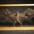 Lot 004 - Vintage Taxidermy Bat, Wings-Spread Display Mount in Pine-Framed Glass Case, 16" L x 8-1/8" H