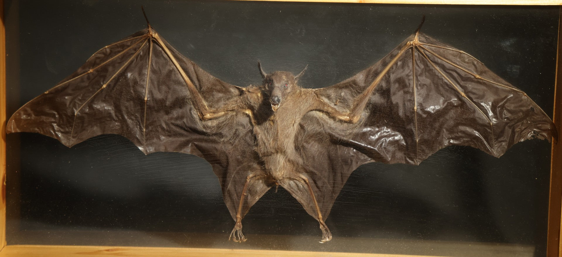 Vintage Taxidermy Bat, Wings-Spread Display Mount in Pine-Framed Glass Case