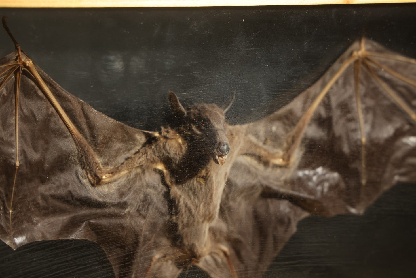 Vintage Taxidermy Bat, Wings-Spread Display Mount in Pine-Framed Glass Case