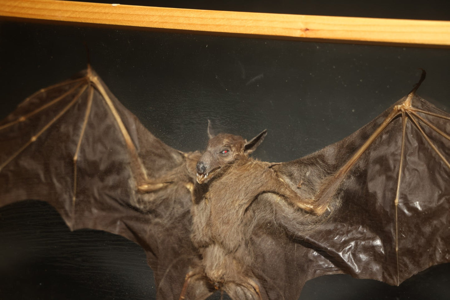 Vintage Taxidermy Bat, Wings-Spread Display Mount in Pine-Framed Glass Case