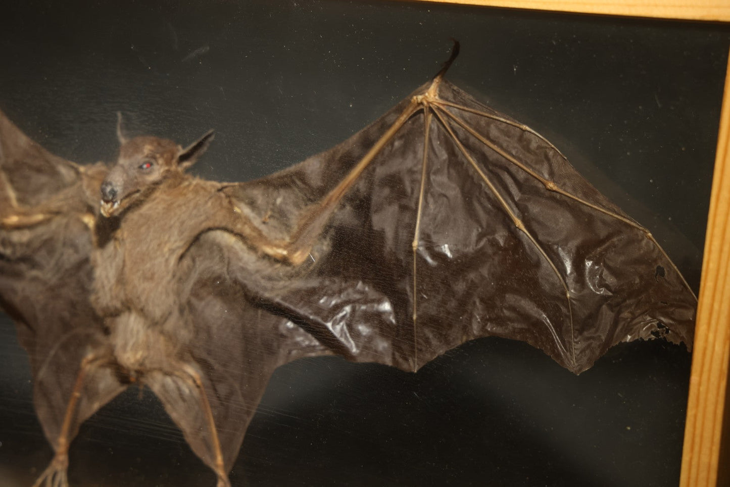 Vintage Taxidermy Bat, Wings-Spread Display Mount in Pine-Framed Glass Case