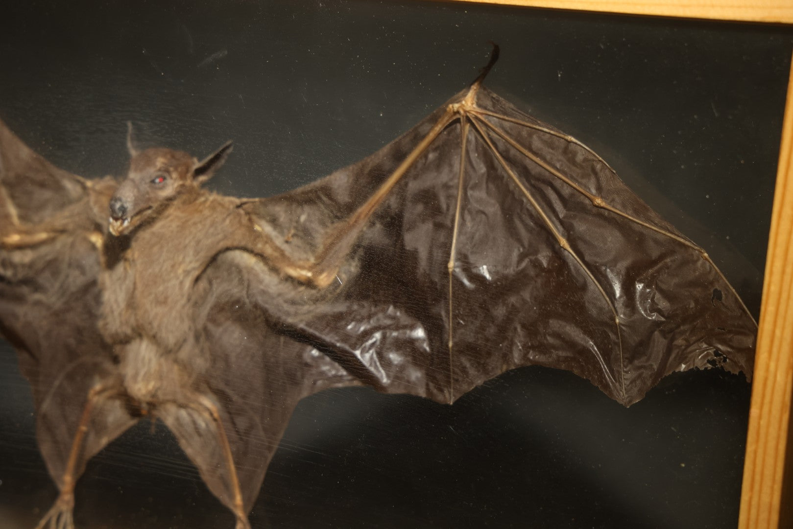 Vintage Taxidermy Bat, Wings-Spread Display Mount in Pine-Framed Glass Case