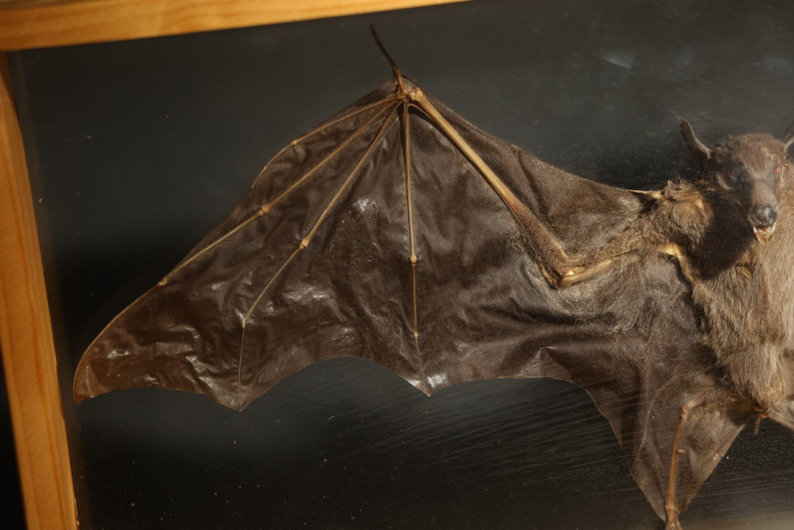 Vintage Taxidermy Bat, Wings-Spread Display Mount in Pine-Framed Glass Case