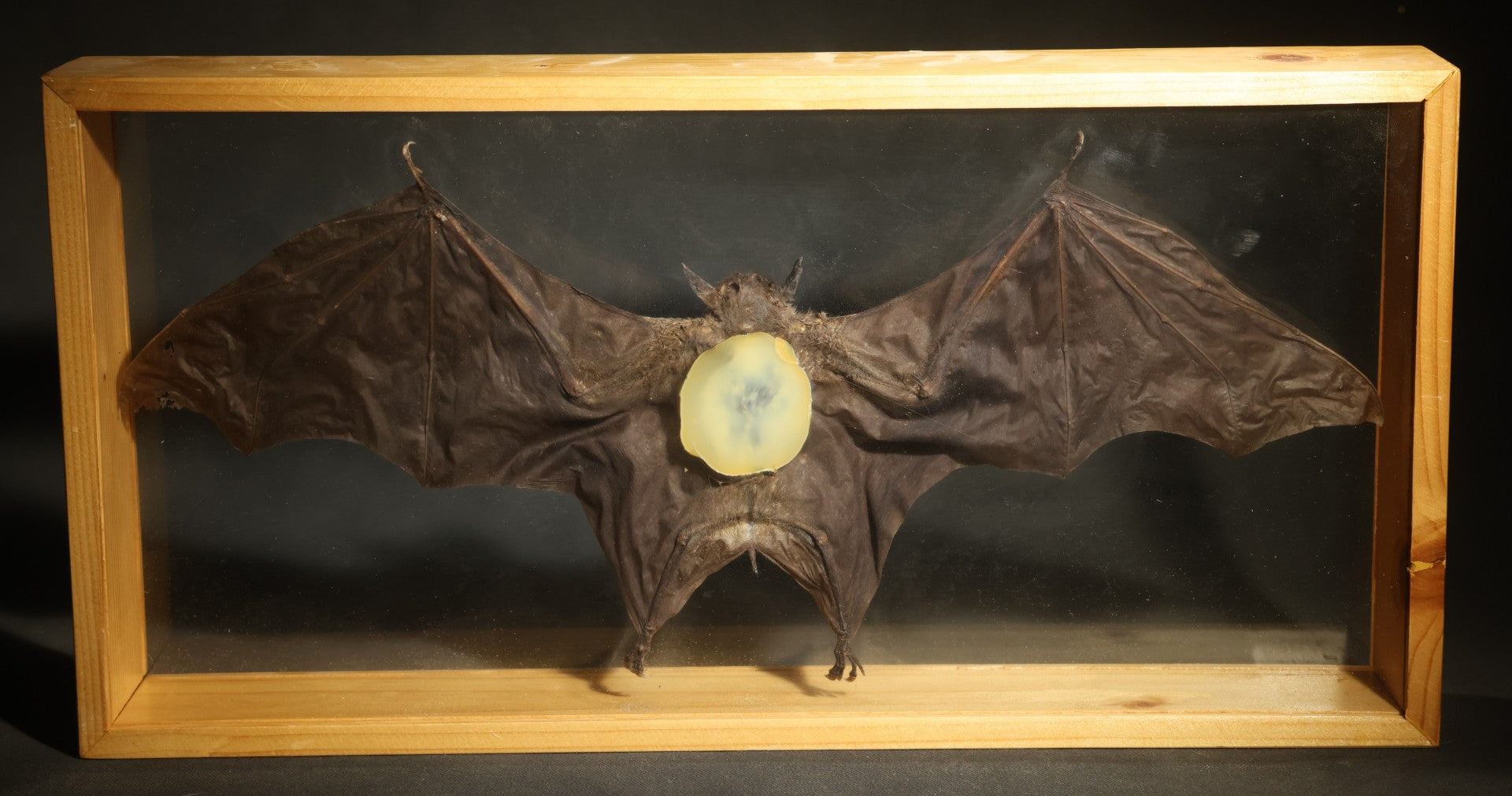 Vintage Taxidermy Bat, Wings-Spread Display Mount in Pine-Framed Glass Case