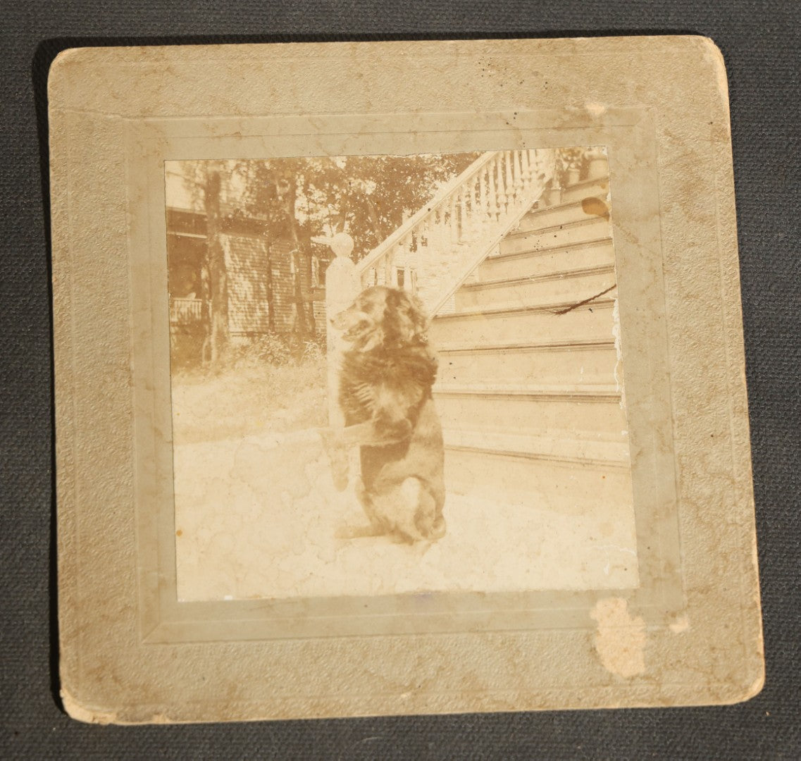 Grouping of Nine Antique Photographs, Domestic and Outdoor Scenes Including Horse-Drawn Sleigh, Children with Dogs, Women at Home, and Horse in Snow