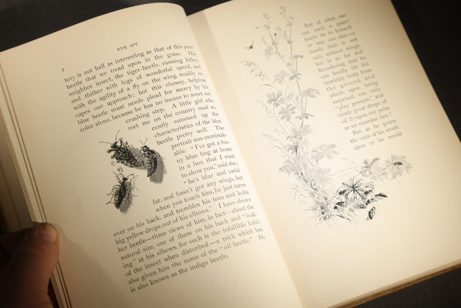 "Eye Spy: Afield with Nature Among Flowers and Animate Things" Antique Natural History Book by William Hamilton Gibson, Illustrated by the Author, Published by Harper & Brothers, New York, 1897