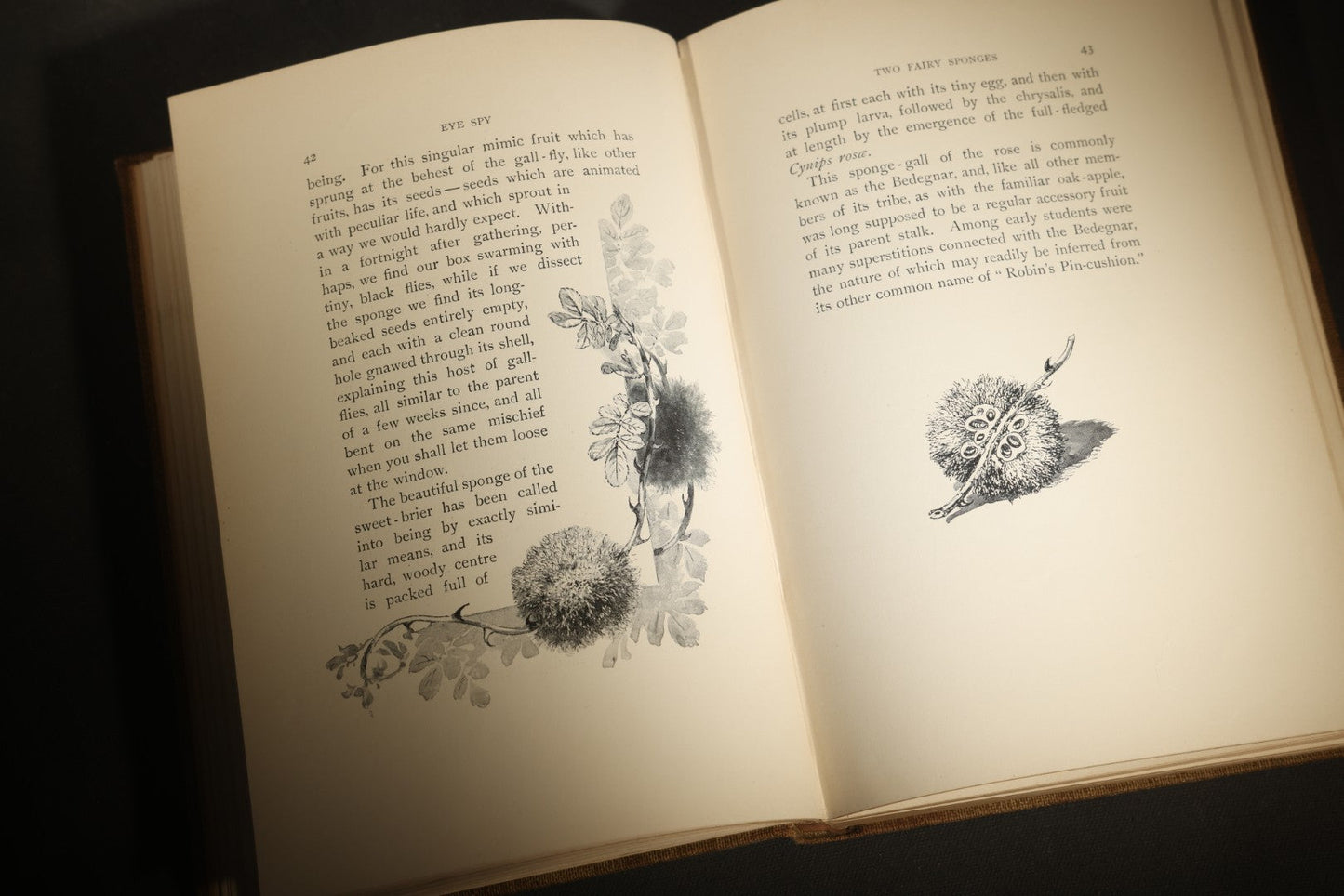 "Eye Spy: Afield with Nature Among Flowers and Animate Things" Antique Natural History Book by William Hamilton Gibson, Illustrated by the Author, Published by Harper & Brothers, New York, 1897