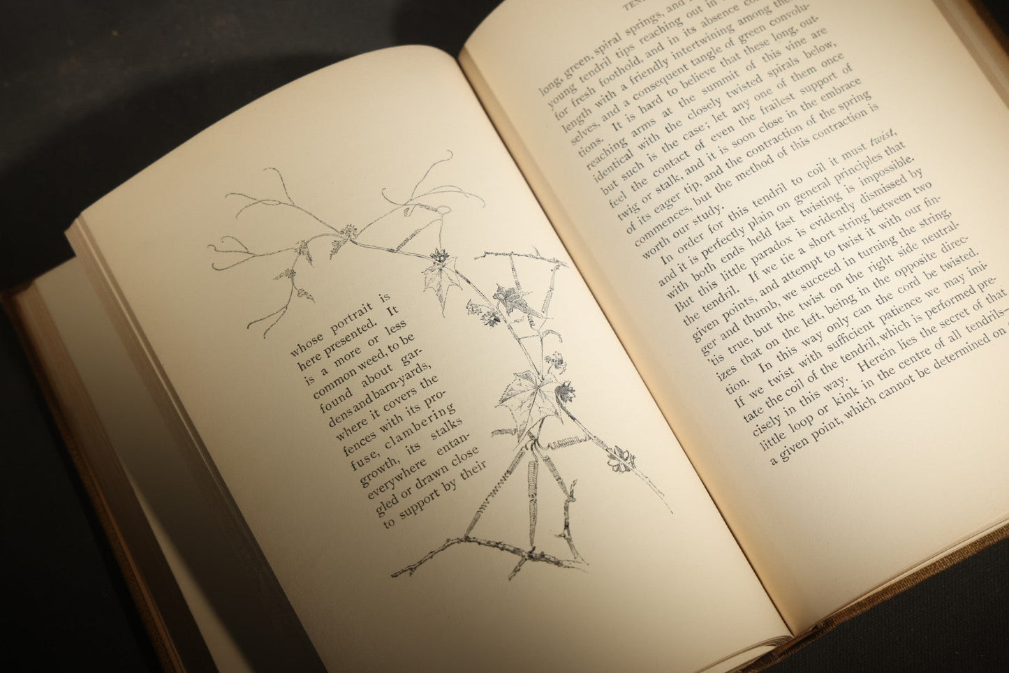 "Eye Spy: Afield with Nature Among Flowers and Animate Things" Antique Natural History Book by William Hamilton Gibson, Illustrated by the Author, Published by Harper & Brothers, New York, 1897