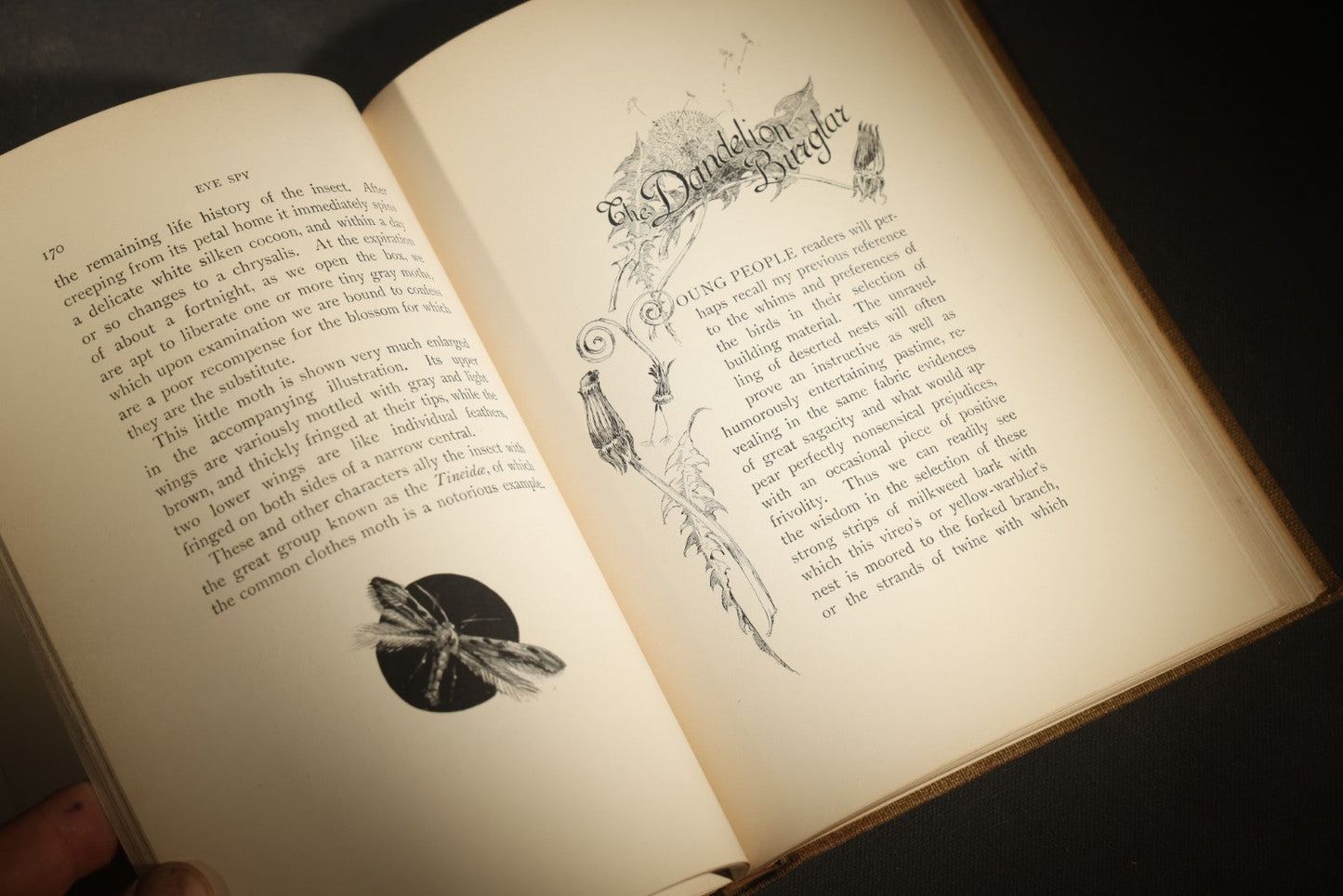 "Eye Spy: Afield with Nature Among Flowers and Animate Things" Antique Natural History Book by William Hamilton Gibson, Illustrated by the Author, Published by Harper & Brothers, New York, 1897