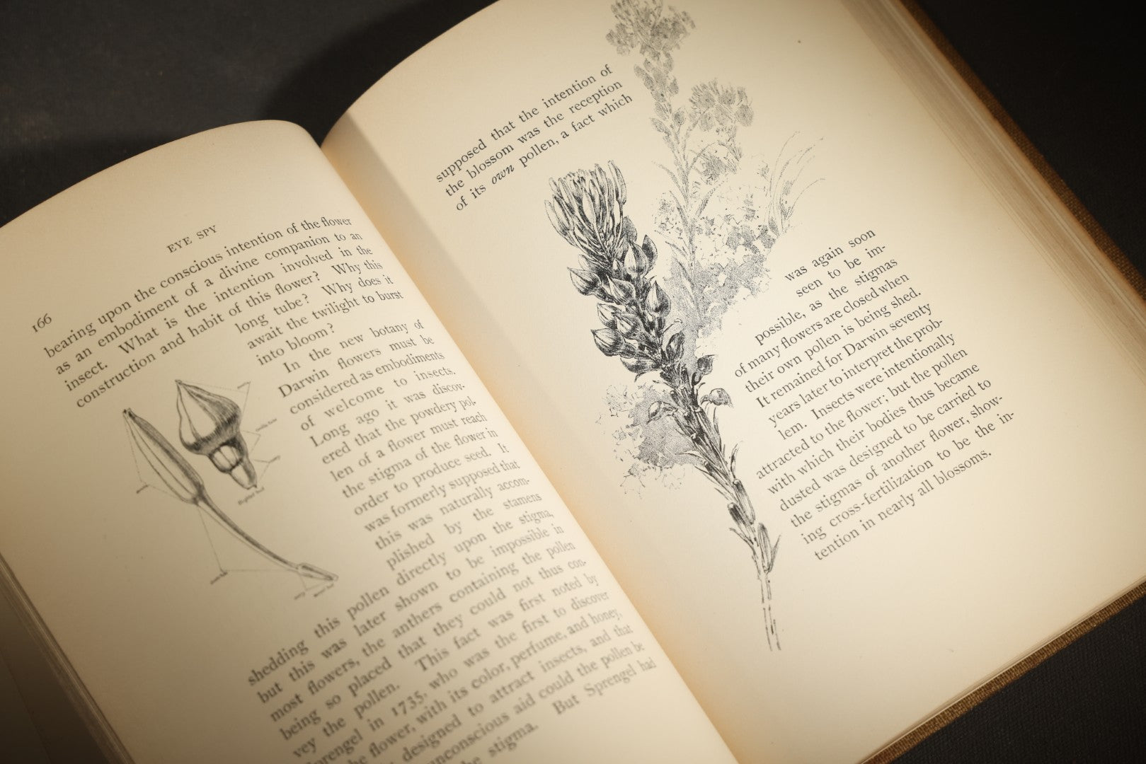 "Eye Spy: Afield with Nature Among Flowers and Animate Things" Antique Natural History Book by William Hamilton Gibson, Illustrated by the Author, Published by Harper & Brothers, New York, 1897