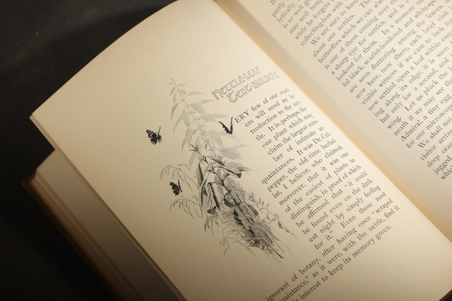 "Eye Spy: Afield with Nature Among Flowers and Animate Things" Antique Natural History Book by William Hamilton Gibson, Illustrated by the Author, Published by Harper & Brothers, New York, 1897