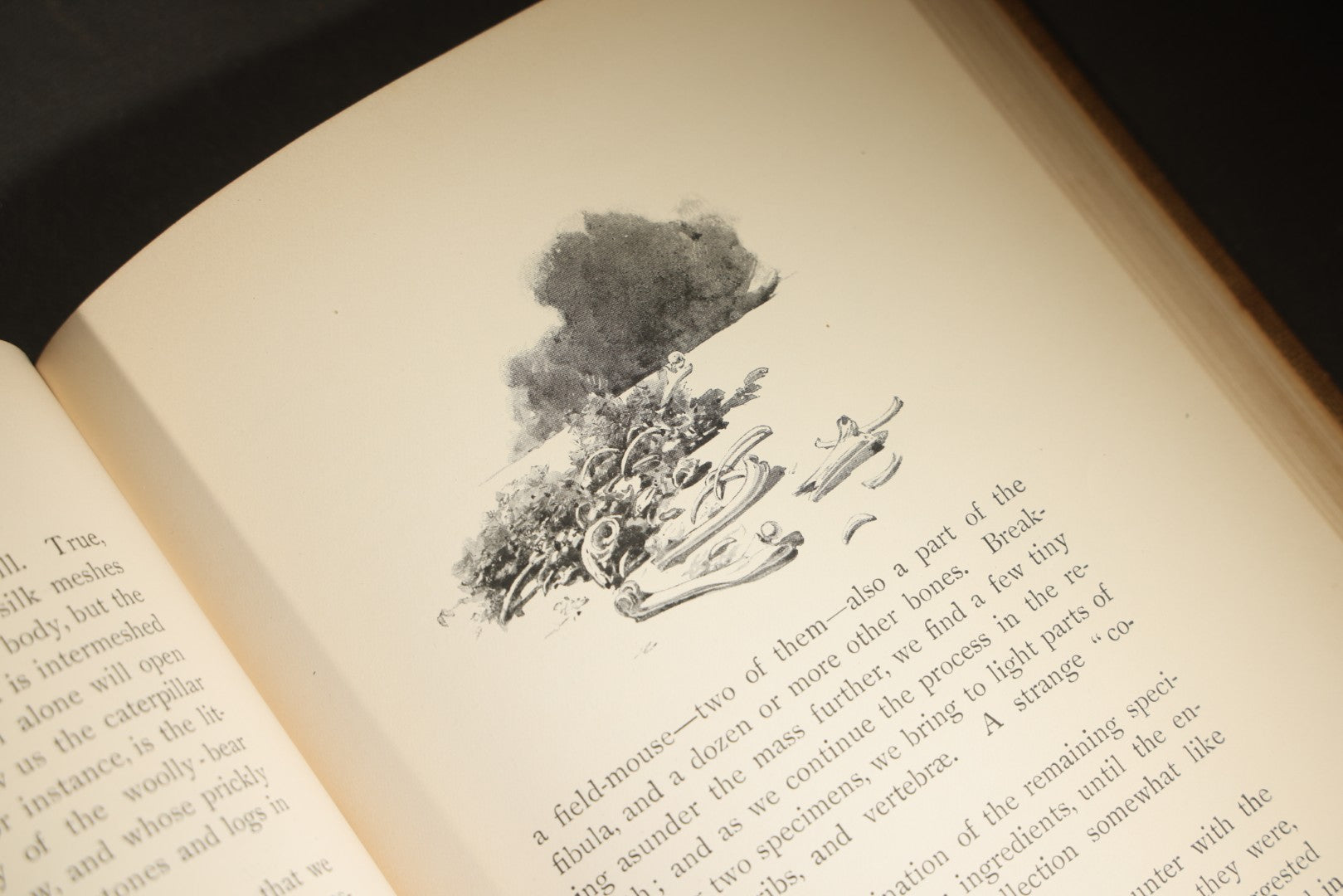 "Eye Spy: Afield with Nature Among Flowers and Animate Things" Antique Natural History Book by William Hamilton Gibson, Illustrated by the Author, Published by Harper & Brothers, New York, 1897