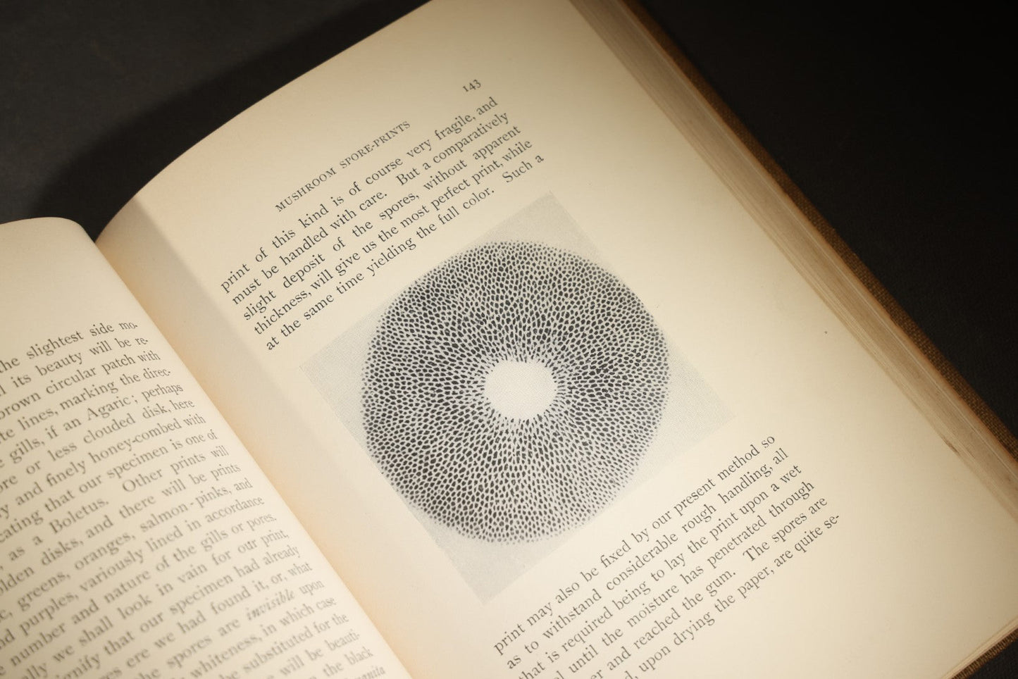 "Eye Spy: Afield with Nature Among Flowers and Animate Things" Antique Natural History Book by William Hamilton Gibson, Illustrated by the Author, Published by Harper & Brothers, New York, 1897