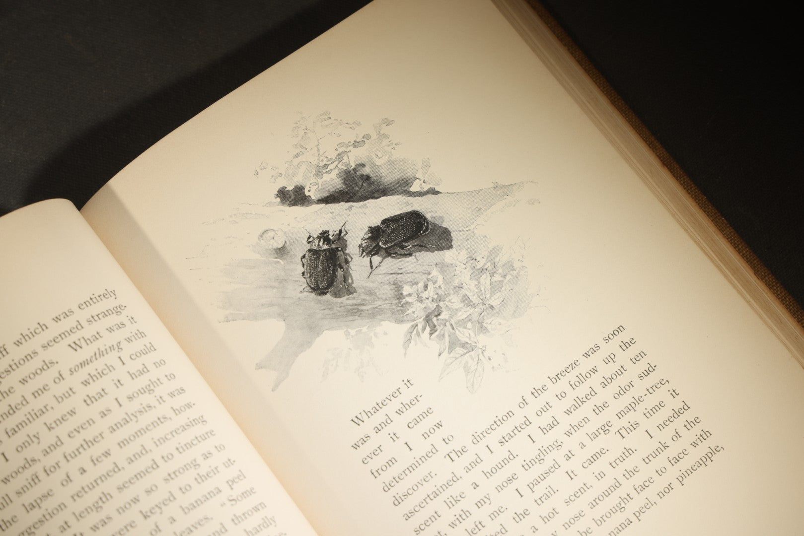 "Eye Spy: Afield with Nature Among Flowers and Animate Things" Antique Natural History Book by William Hamilton Gibson, Illustrated by the Author, Published by Harper & Brothers, New York, 1897