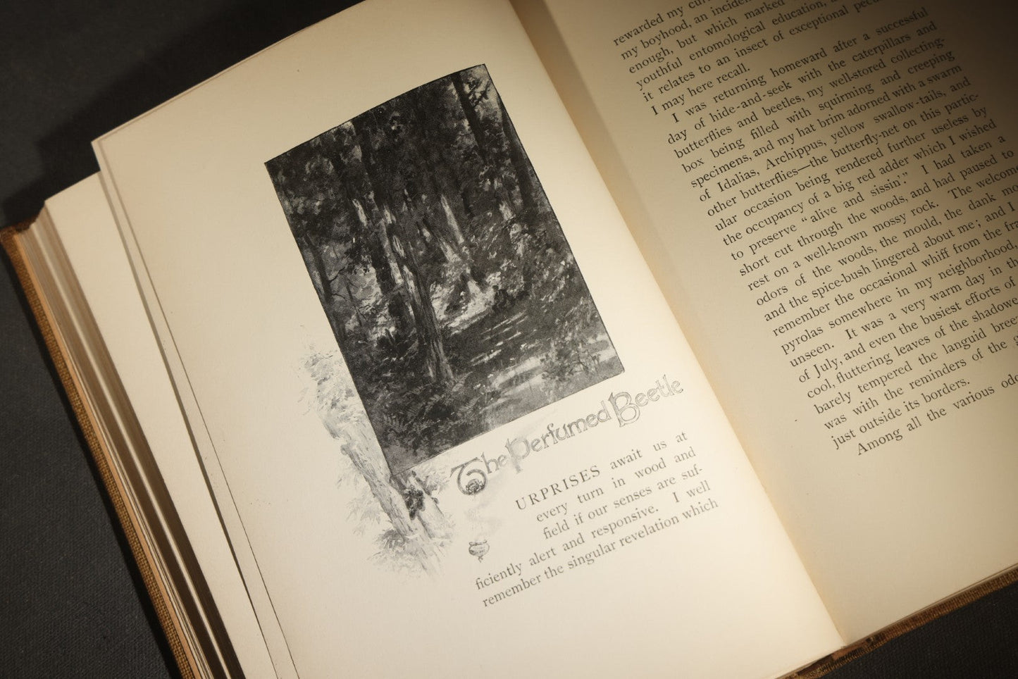 "Eye Spy: Afield with Nature Among Flowers and Animate Things" Antique Natural History Book by William Hamilton Gibson, Illustrated by the Author, Published by Harper & Brothers, New York, 1897
