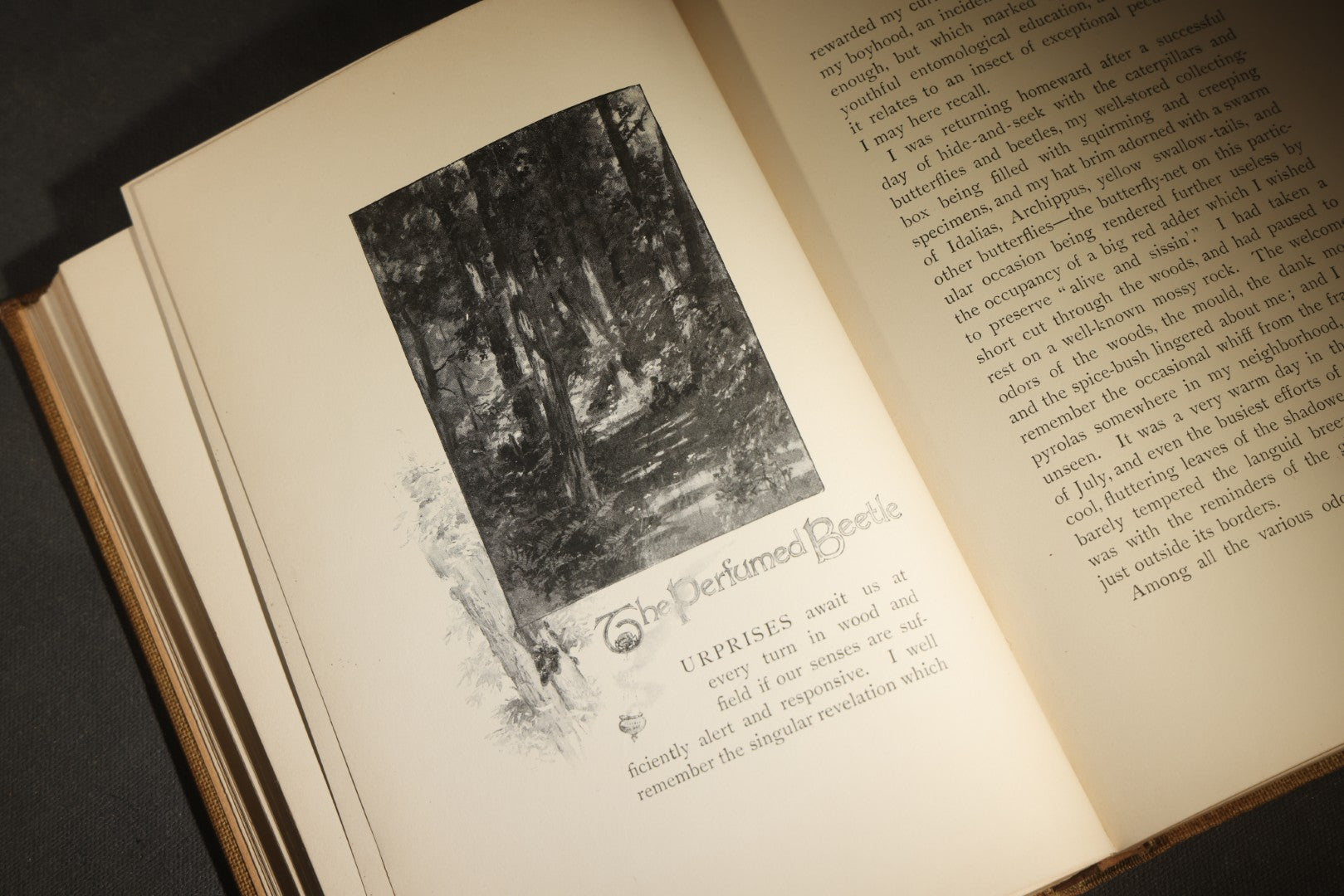 "Eye Spy: Afield with Nature Among Flowers and Animate Things" Antique Natural History Book by William Hamilton Gibson, Illustrated by the Author, Published by Harper & Brothers, New York, 1897