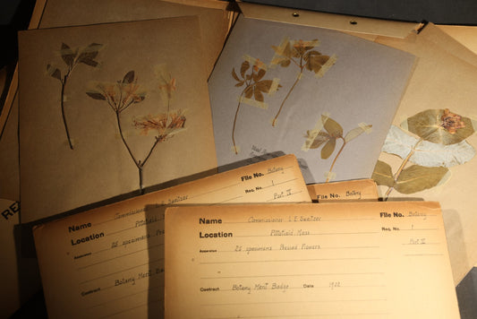 Grouping of five Antique Boy Scout Botany Merit Badge Specimen Collections with Over 100 Pages of Pressed Flowers, Plants, Leaves and Ferns, collected by Commissioner L.E. Sweitzer, Pittsfield, Massachusetts, 1922