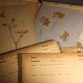 Lot 013 - Grouping of five Antique Boy Scout Botany Merit Badge Specimen Collections with Over 100 Pages of Pressed Flowers, Plants, Leaves and Ferns, collected by Commissioner L.E. Sweitzer, Pittsfield, Massachusetts, 1922, 8" W x 11" H each