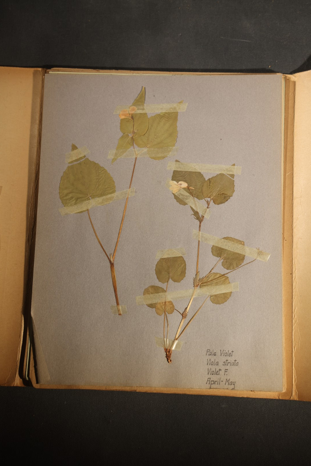 Grouping of five Antique Boy Scout Botany Merit Badge Specimen Collections with Over 100 Pages of Pressed Flowers, Plants, Leaves and Ferns, collected by Commissioner L.E. Sweitzer, Pittsfield, Massachusetts, 1922
