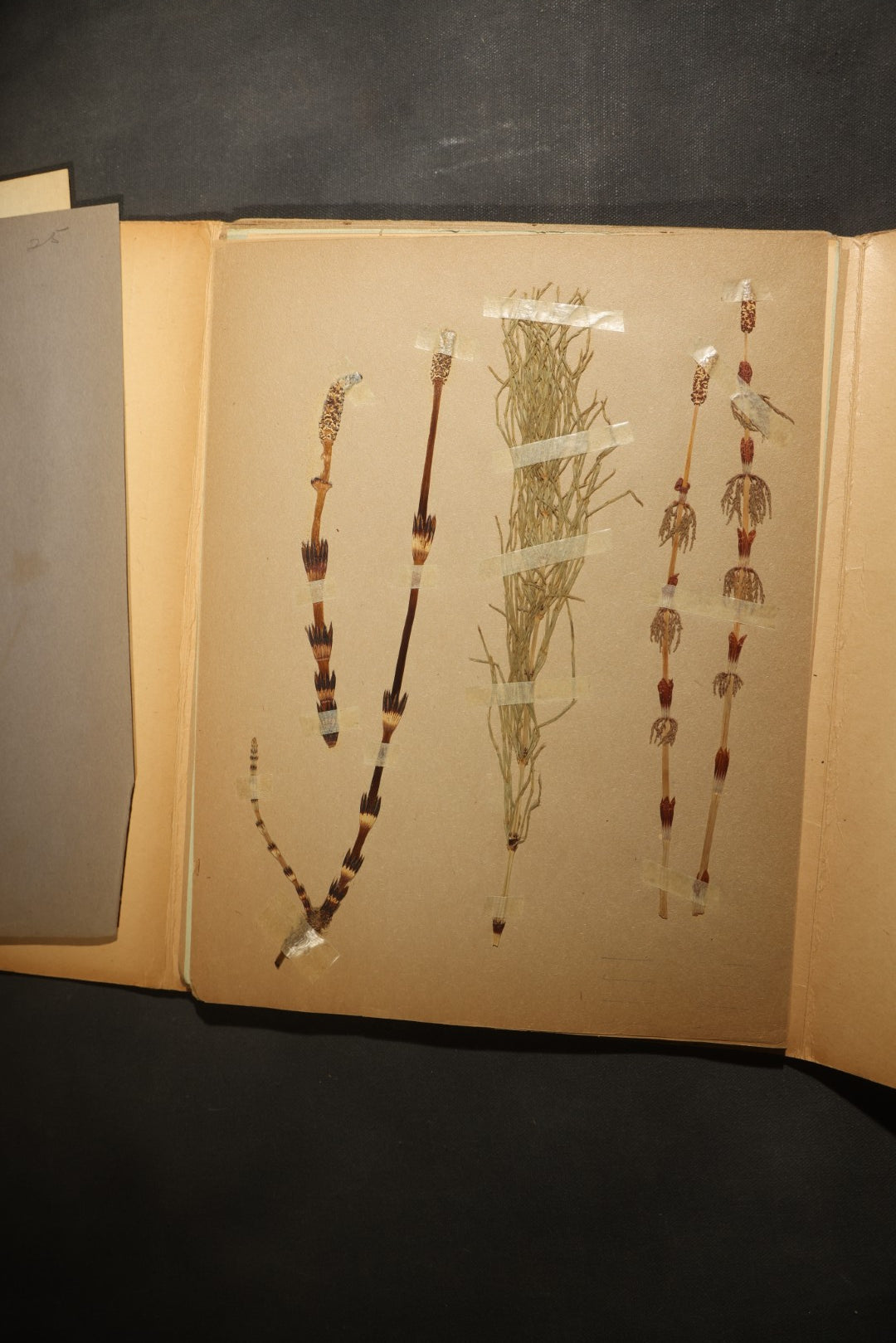 Grouping of five Antique Boy Scout Botany Merit Badge Specimen Collections with Over 100 Pages of Pressed Flowers, Plants, Leaves and Ferns, collected by Commissioner L.E. Sweitzer, Pittsfield, Massachusetts, 1922