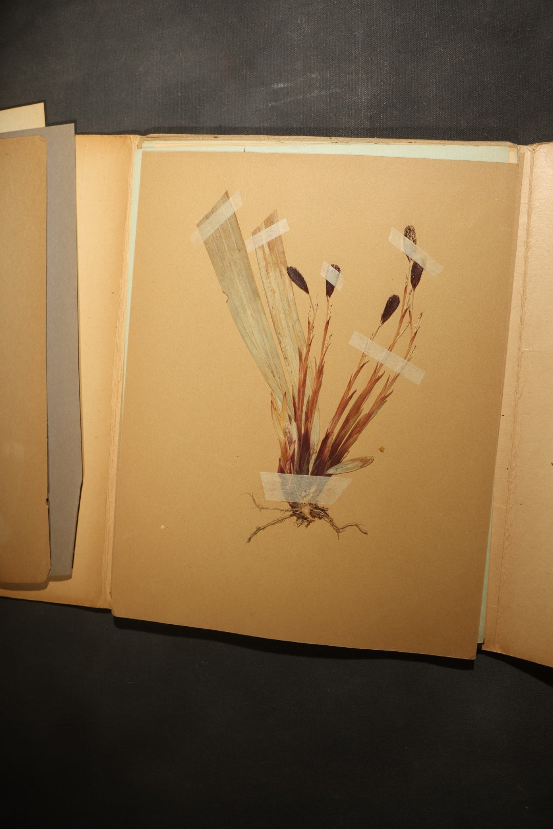 Grouping of five Antique Boy Scout Botany Merit Badge Specimen Collections with Over 100 Pages of Pressed Flowers, Plants, Leaves and Ferns, collected by Commissioner L.E. Sweitzer, Pittsfield, Massachusetts, 1922