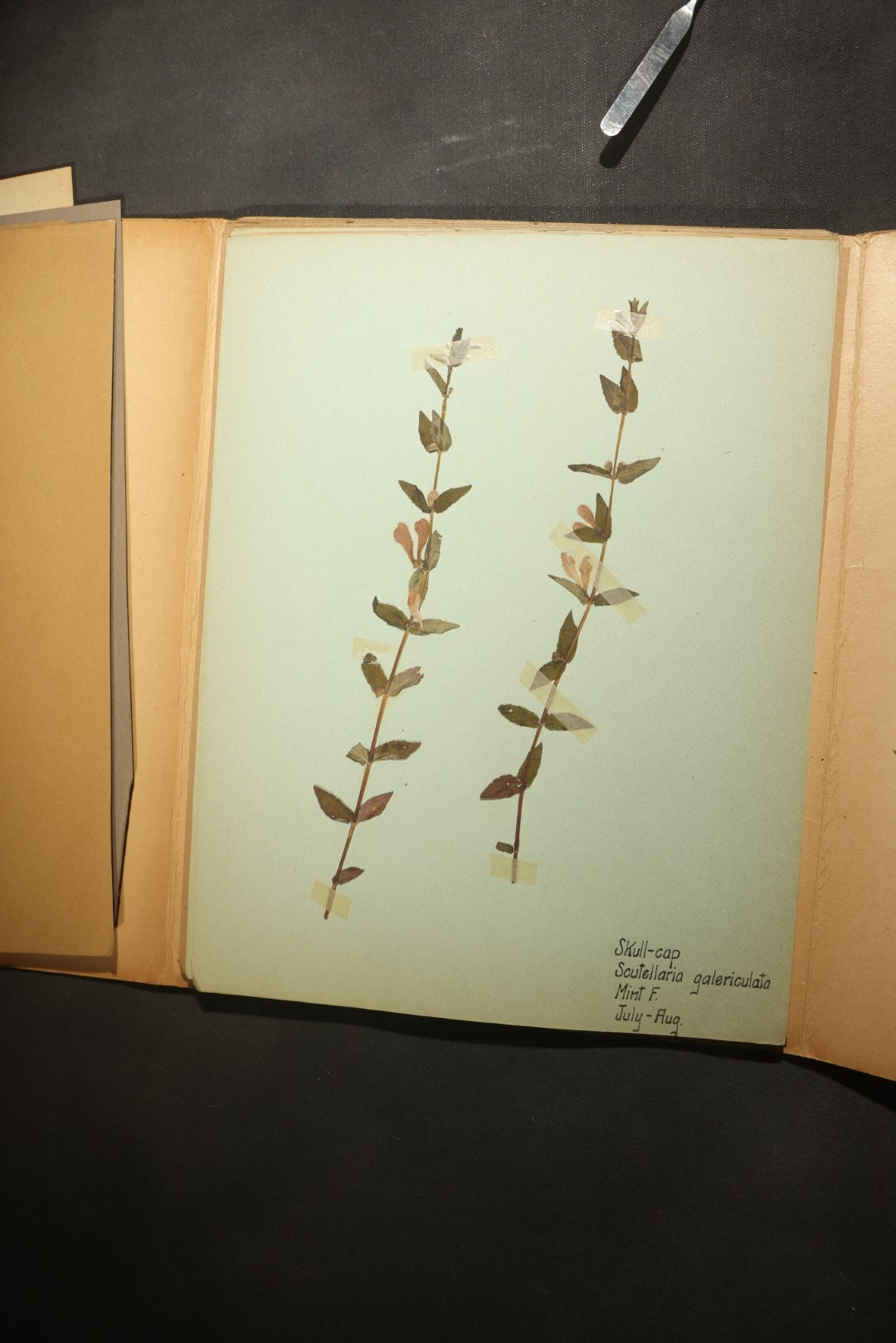 Grouping of five Antique Boy Scout Botany Merit Badge Specimen Collections with Over 100 Pages of Pressed Flowers, Plants, Leaves and Ferns, collected by Commissioner L.E. Sweitzer, Pittsfield, Massachusetts, 1922