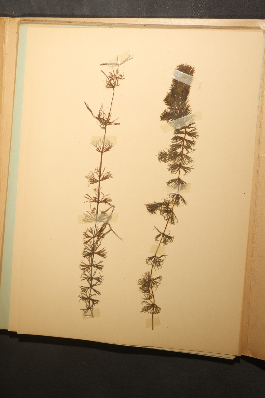 Grouping of five Antique Boy Scout Botany Merit Badge Specimen Collections with Over 100 Pages of Pressed Flowers, Plants, Leaves and Ferns, collected by Commissioner L.E. Sweitzer, Pittsfield, Massachusetts, 1922