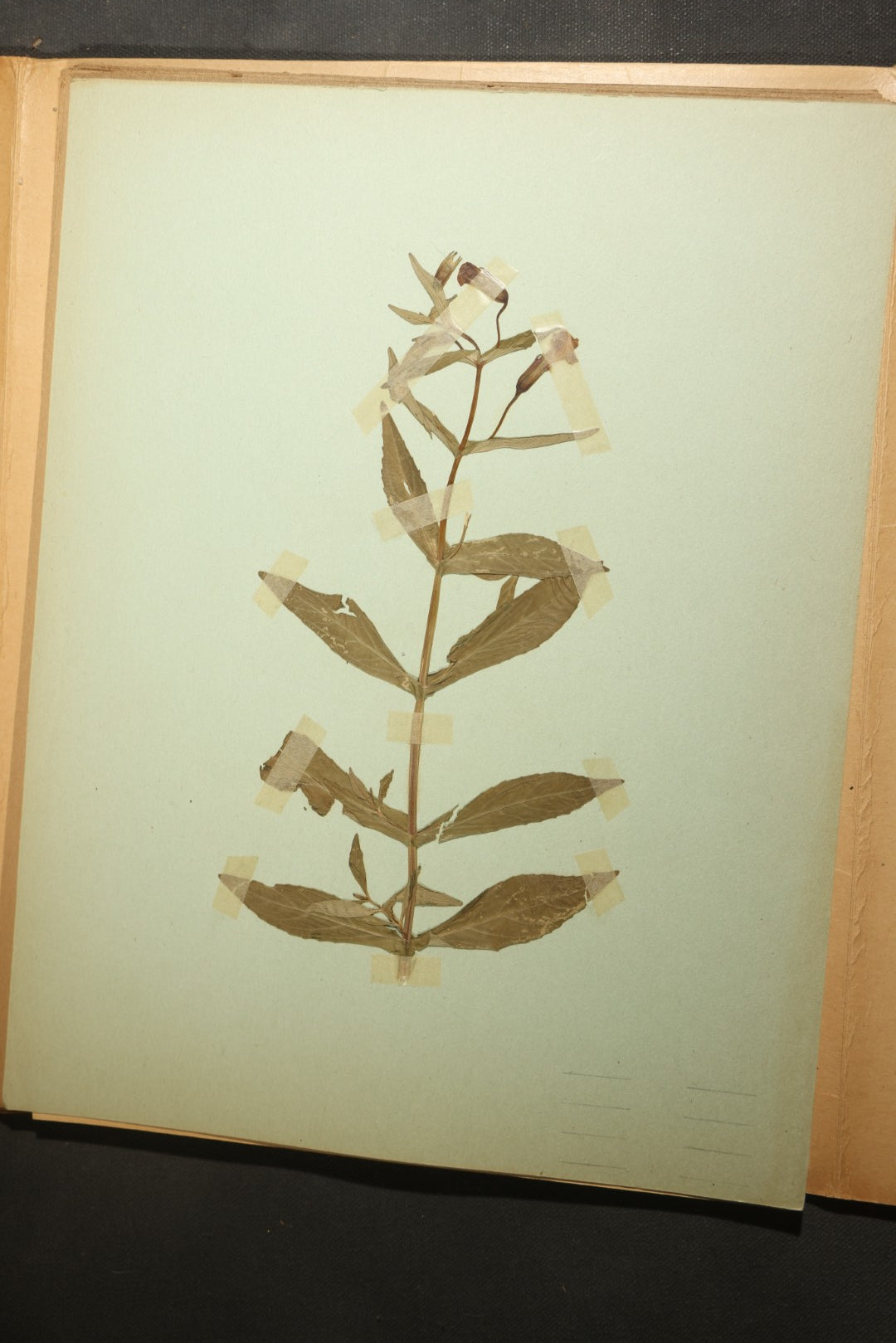 Grouping of five Antique Boy Scout Botany Merit Badge Specimen Collections with Over 100 Pages of Pressed Flowers, Plants, Leaves and Ferns, collected by Commissioner L.E. Sweitzer, Pittsfield, Massachusetts, 1922