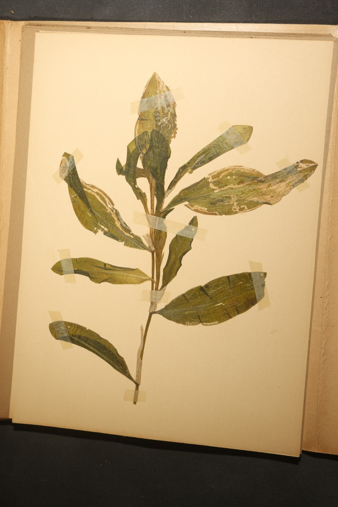 Grouping of five Antique Boy Scout Botany Merit Badge Specimen Collections with Over 100 Pages of Pressed Flowers, Plants, Leaves and Ferns, collected by Commissioner L.E. Sweitzer, Pittsfield, Massachusetts, 1922