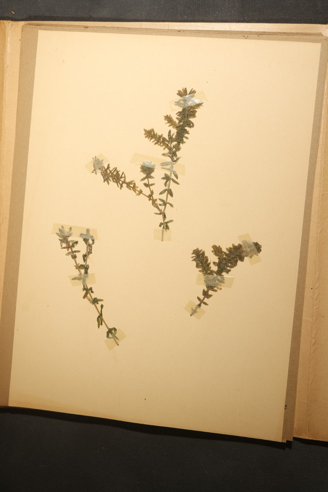 Grouping of five Antique Boy Scout Botany Merit Badge Specimen Collections with Over 100 Pages of Pressed Flowers, Plants, Leaves and Ferns, collected by Commissioner L.E. Sweitzer, Pittsfield, Massachusetts, 1922