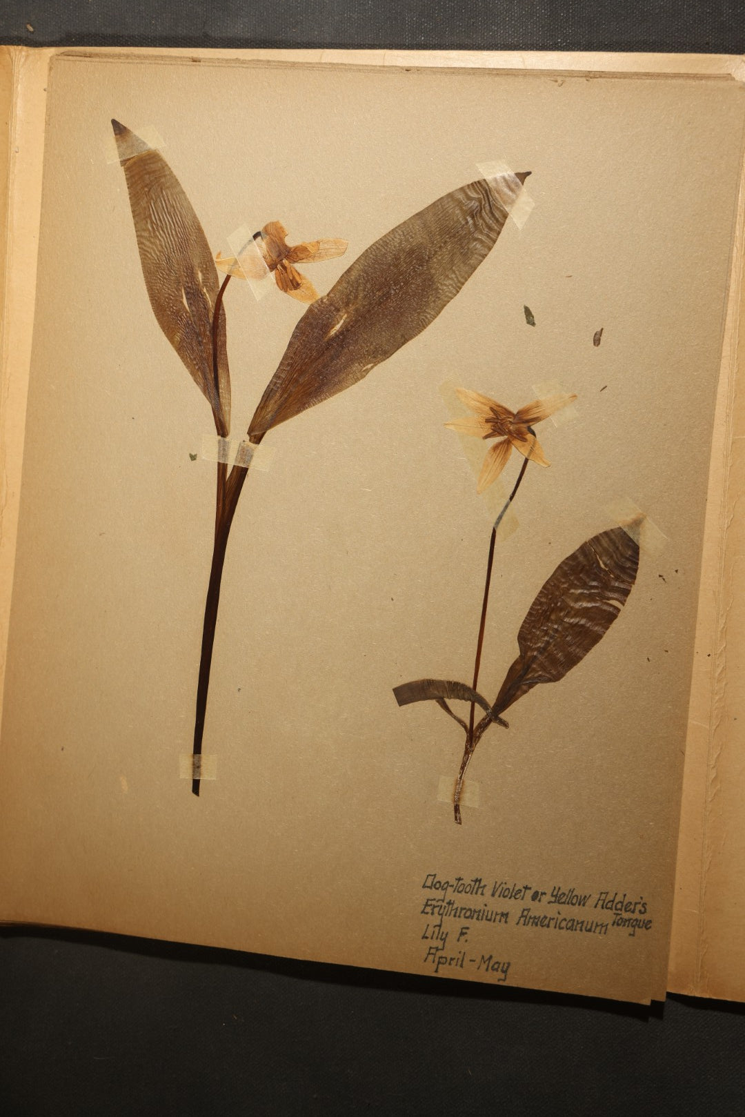 Grouping of five Antique Boy Scout Botany Merit Badge Specimen Collections with Over 100 Pages of Pressed Flowers, Plants, Leaves and Ferns, collected by Commissioner L.E. Sweitzer, Pittsfield, Massachusetts, 1922