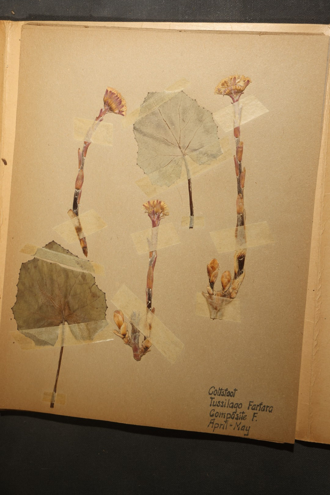 Grouping of five Antique Boy Scout Botany Merit Badge Specimen Collections with Over 100 Pages of Pressed Flowers, Plants, Leaves and Ferns, collected by Commissioner L.E. Sweitzer, Pittsfield, Massachusetts, 1922