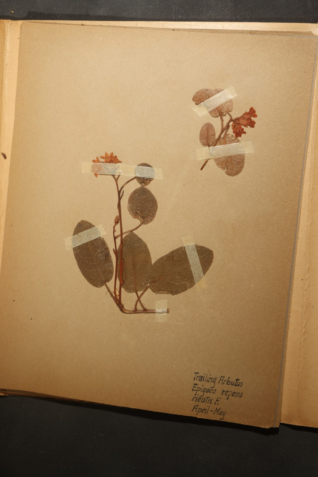 Grouping of five Antique Boy Scout Botany Merit Badge Specimen Collections with Over 100 Pages of Pressed Flowers, Plants, Leaves and Ferns, collected by Commissioner L.E. Sweitzer, Pittsfield, Massachusetts, 1922