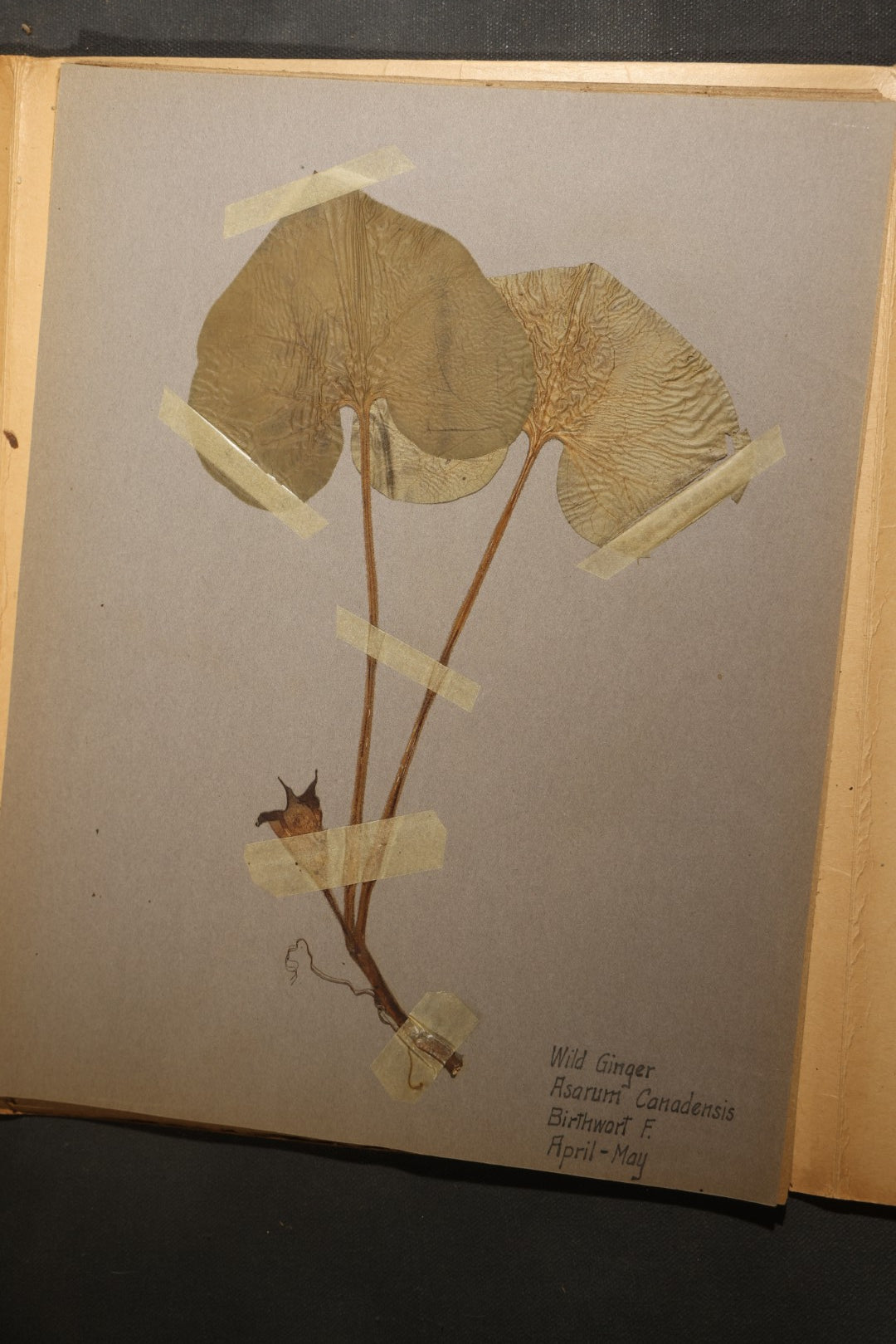 Grouping of five Antique Boy Scout Botany Merit Badge Specimen Collections with Over 100 Pages of Pressed Flowers, Plants, Leaves and Ferns, collected by Commissioner L.E. Sweitzer, Pittsfield, Massachusetts, 1922